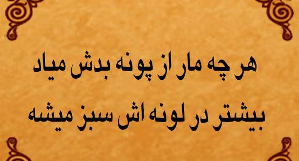 عکس ضرب المثل مار از پونه بدش میاد