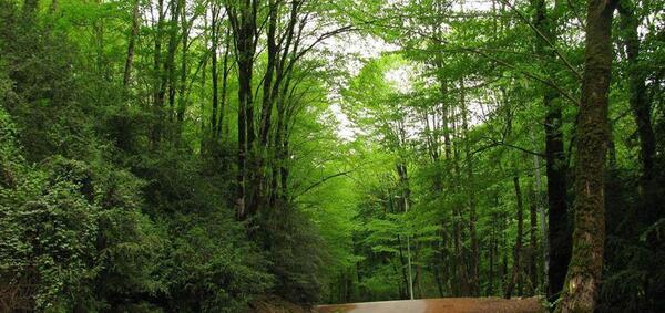 عکس از طبیعت لفور