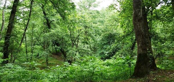 عکس از طبیعت لفور
