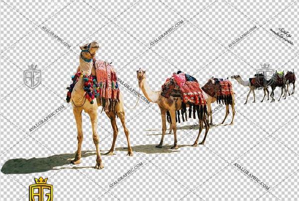 عکس قافله شتر