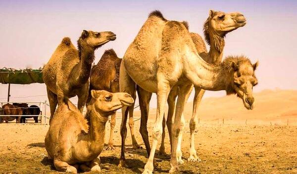 عکس شتر وحشتناک
