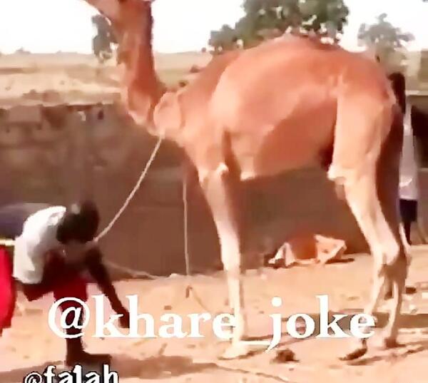 عکس شتر وحشتناک