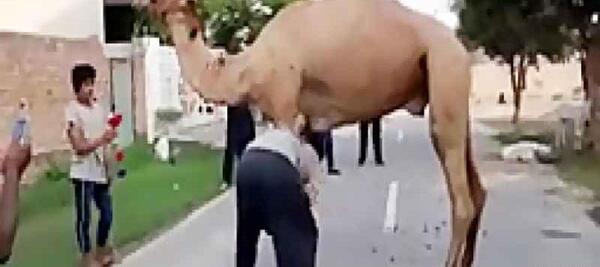 عکس شتر وحشتناک