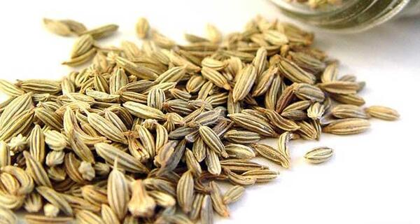 عکس رازیانه و بادیان