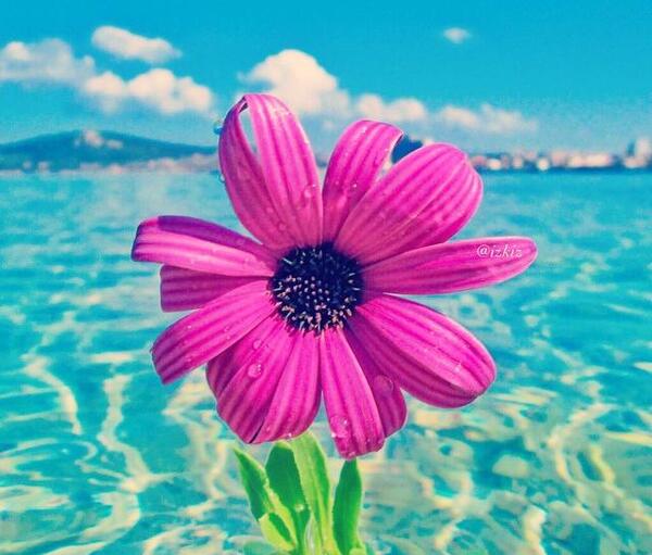 عکس زیبا منظره و گل