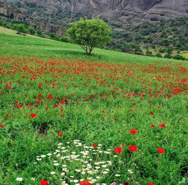 عکس زیبا از طبیعت سبز