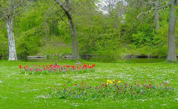 عکس زیبا از طبیعت سبز