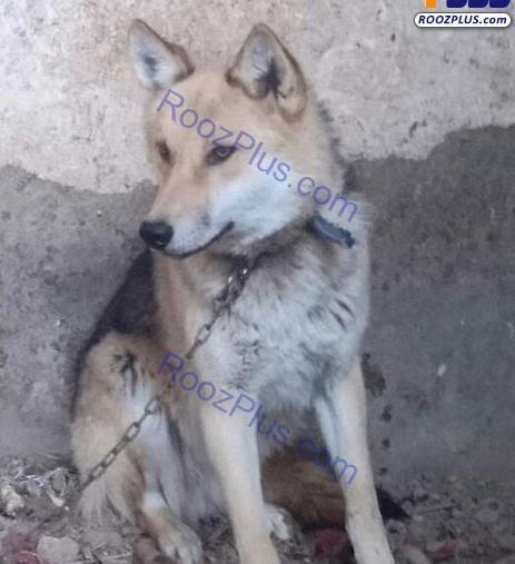 عکس گرگ خاکستری