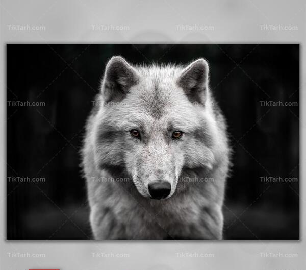 عکس گرگ خاکستری