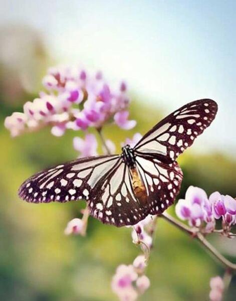 عکس از طبیعت ناب