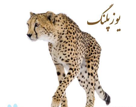 عکس یوز پلنگ کودکانه