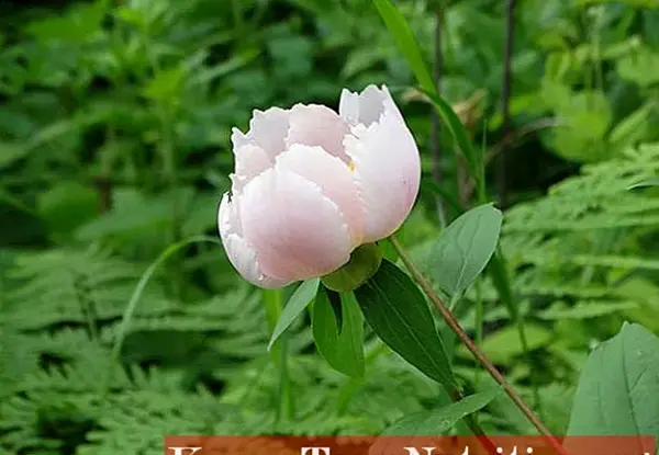 عکس گل صد تومانی