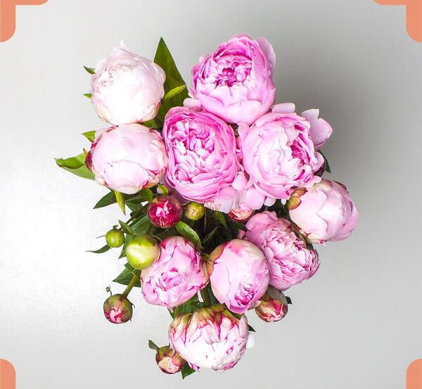 عکس گل صد تومانی