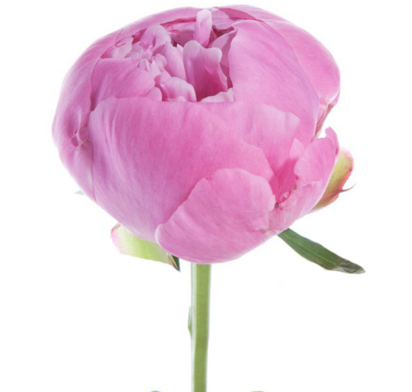 عکس گل صد تومانی