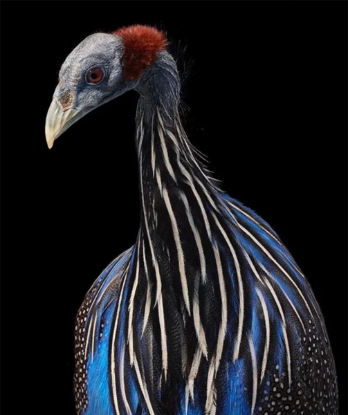 عکس پرتره پرنده