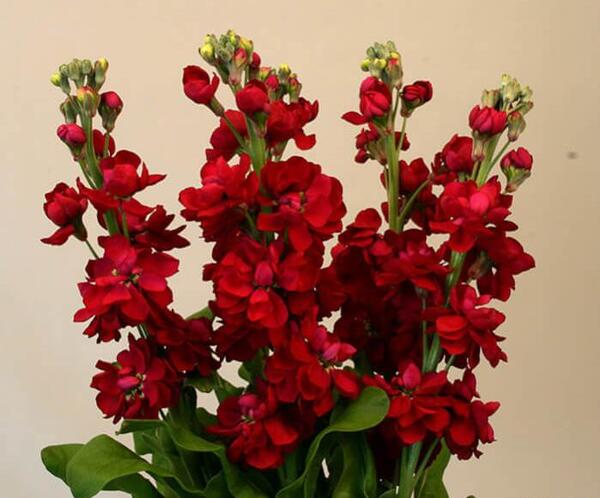 عکس گل شب بو