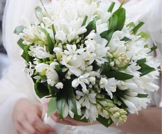 عکس یک دسته گل مریم