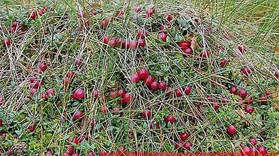 عکس برداشت زغال اخته