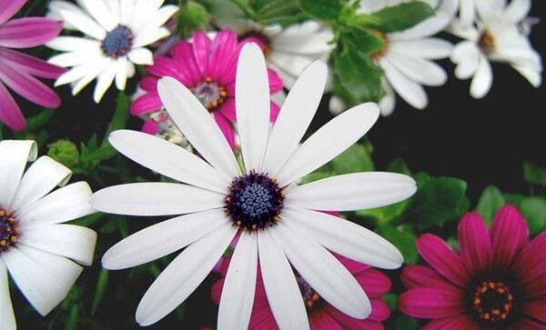 عکس گلهای زیبای رنگارنگ