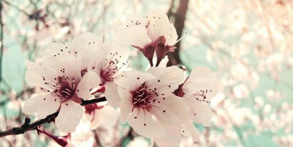 عکس گلهای زیبای رنگارنگ