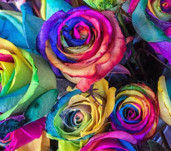عکس گلهای زیبای رنگارنگ