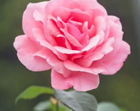 عکس گلهای زیبای رنگارنگ