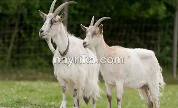 عکس صادق کوهی