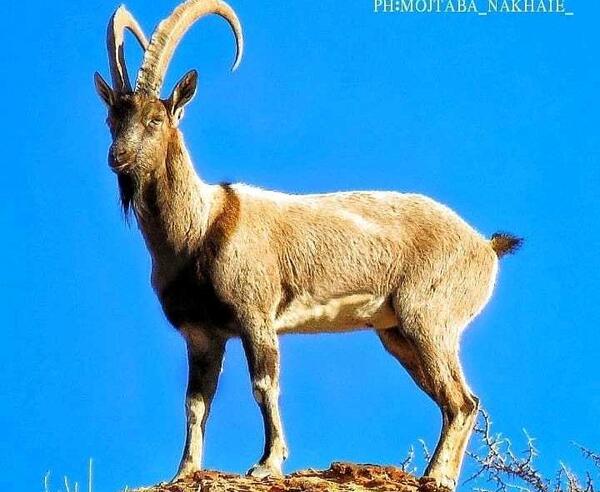 عکس صادق کوهی