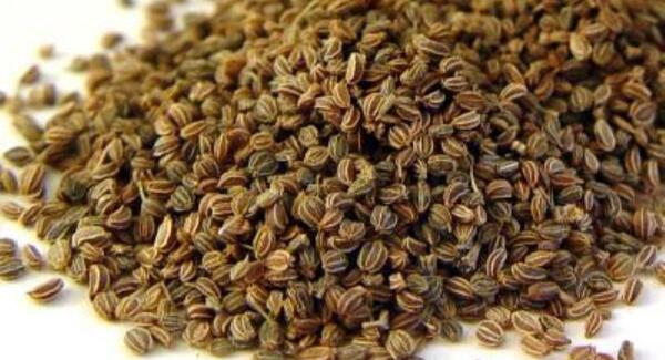 عکس بذر کرفس