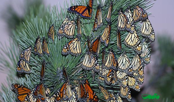 عکس پروانه مونارک