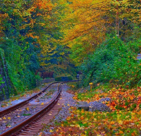 عکس شیرگاه