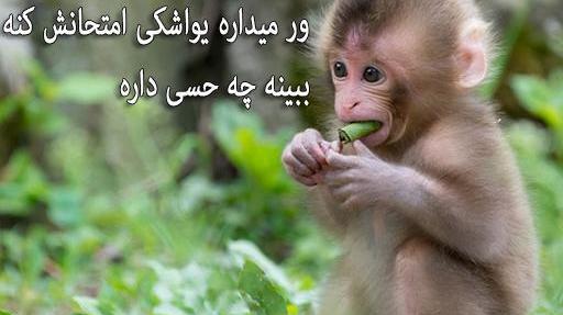 عکس میمون برای پروفایل