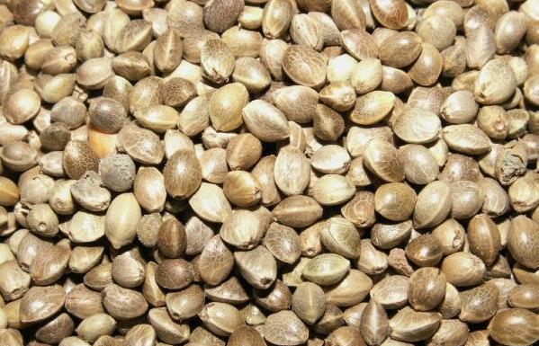 عکس شاهدانه