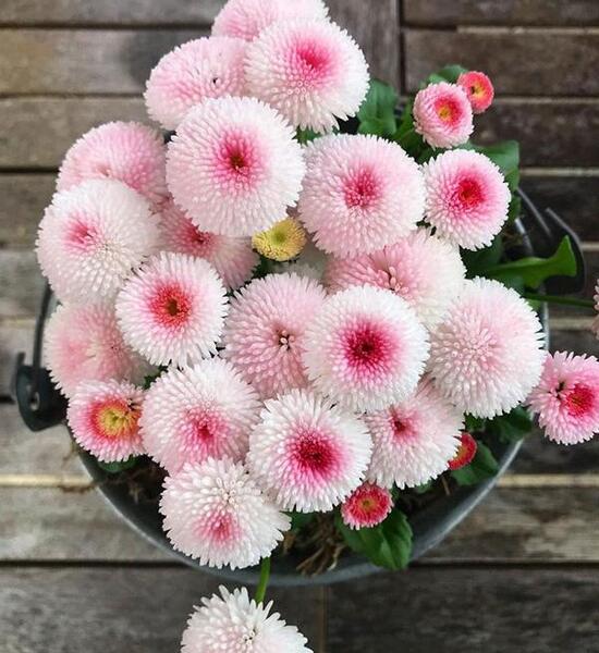 عکس گل های زیبا برای پروفایل