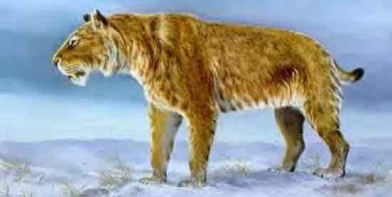 عکس حیوانات گربه سانان