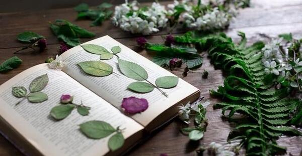عکس گل رز لای کتاب