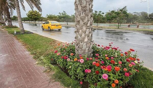 عکس از طبیعت کیش