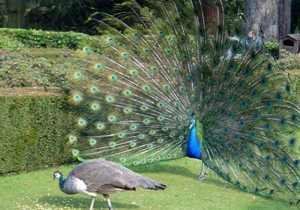 عکس طاووس نر و ماده