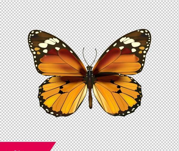 عکس پروانه قهوه ای