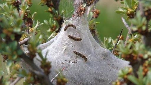 عکس پروانه قهوه ای