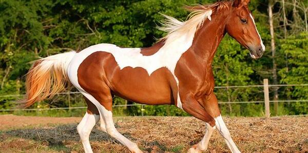 عکس اسب ایرانی جدید