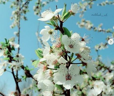 عکس های بهار فصل
