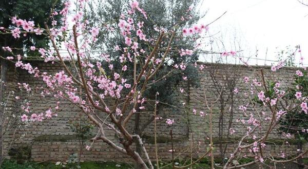 عکس های بهاری روستا