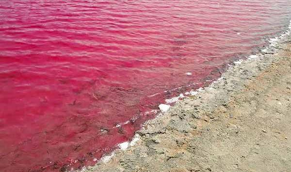 عکس دریای صورتی چابهار