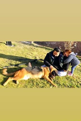 عکس رضا سگ باز