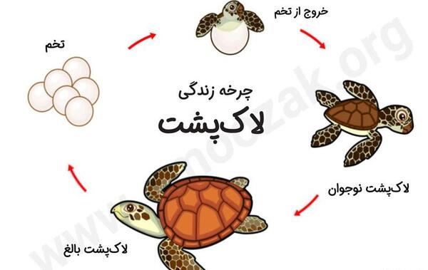 عکس حرکت لاک پشت
