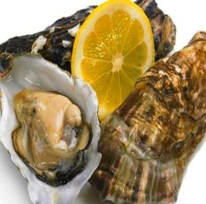 عکس صدف خوراکی