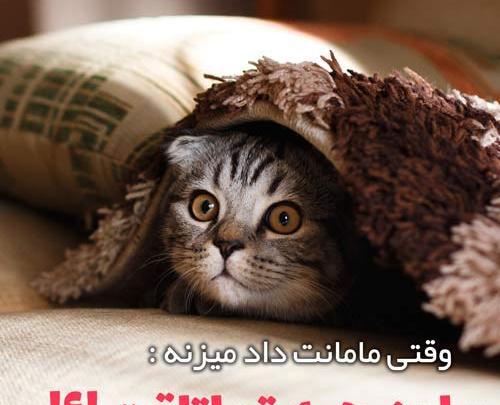 عکس خنده دار حیوانات برای پروفایل