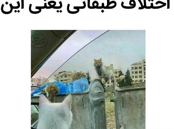 عکس خنده دار حیوانات برای پروفایل