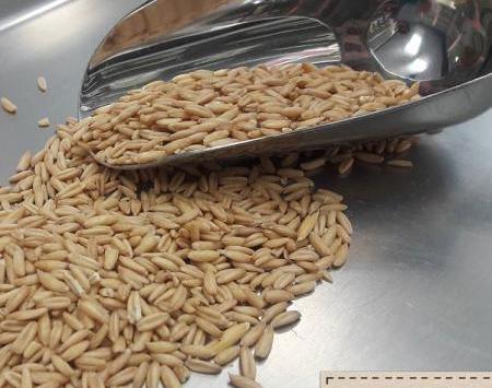 عکس جو دوسر با پوست